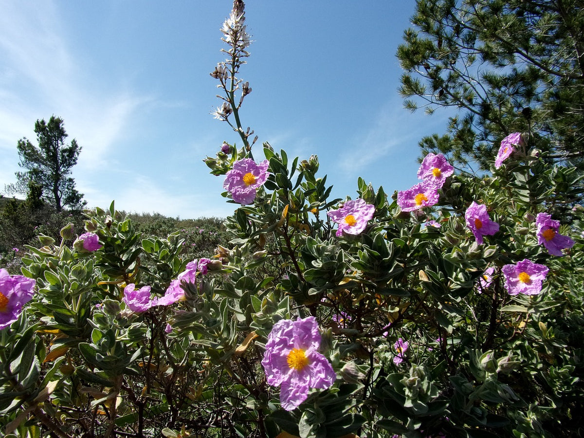Cistus Creticus Pflanze