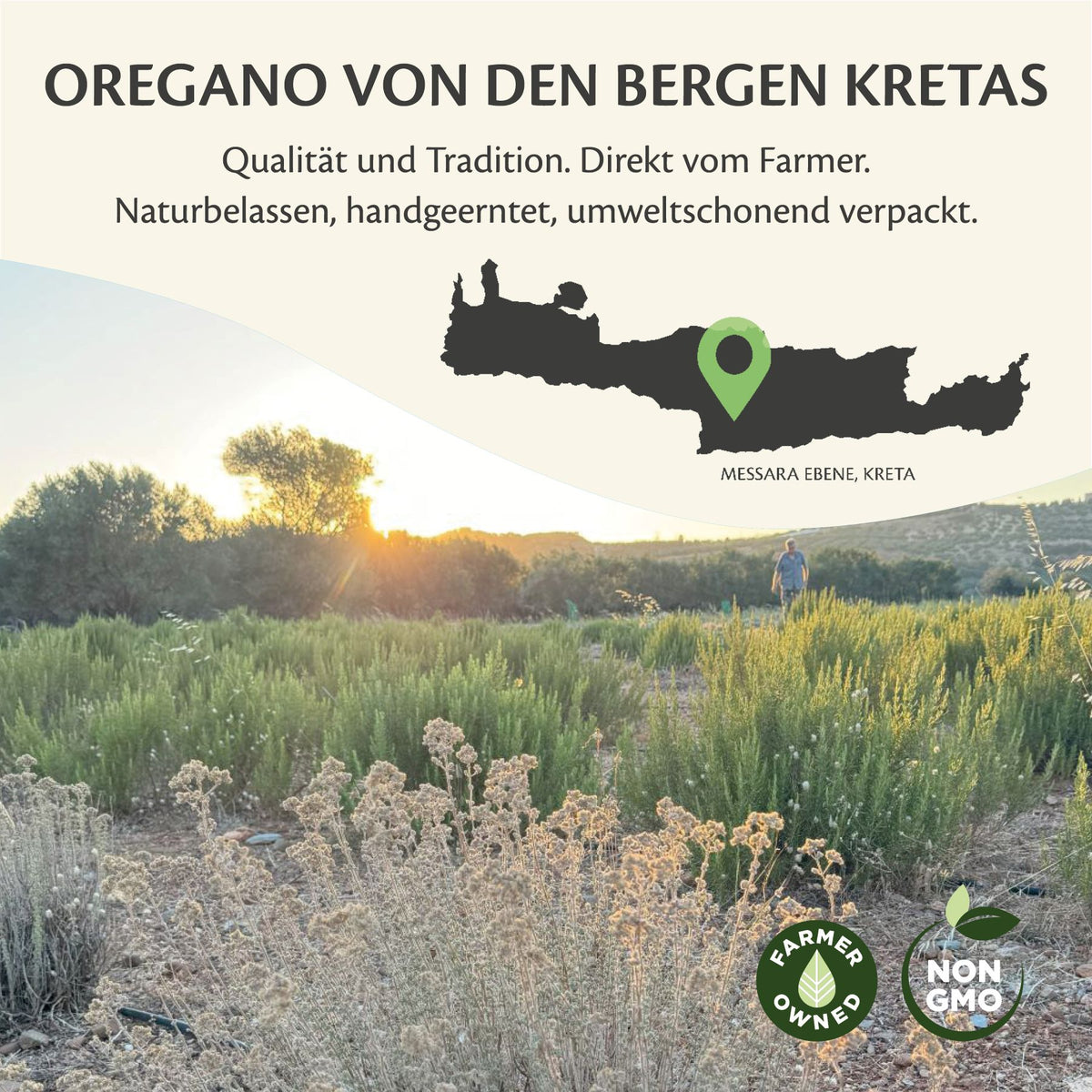 Griechischer Oregano