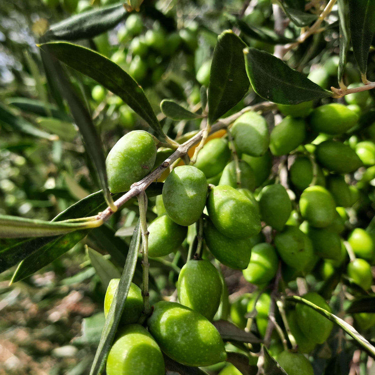 Koroneiki Oliven Kreta