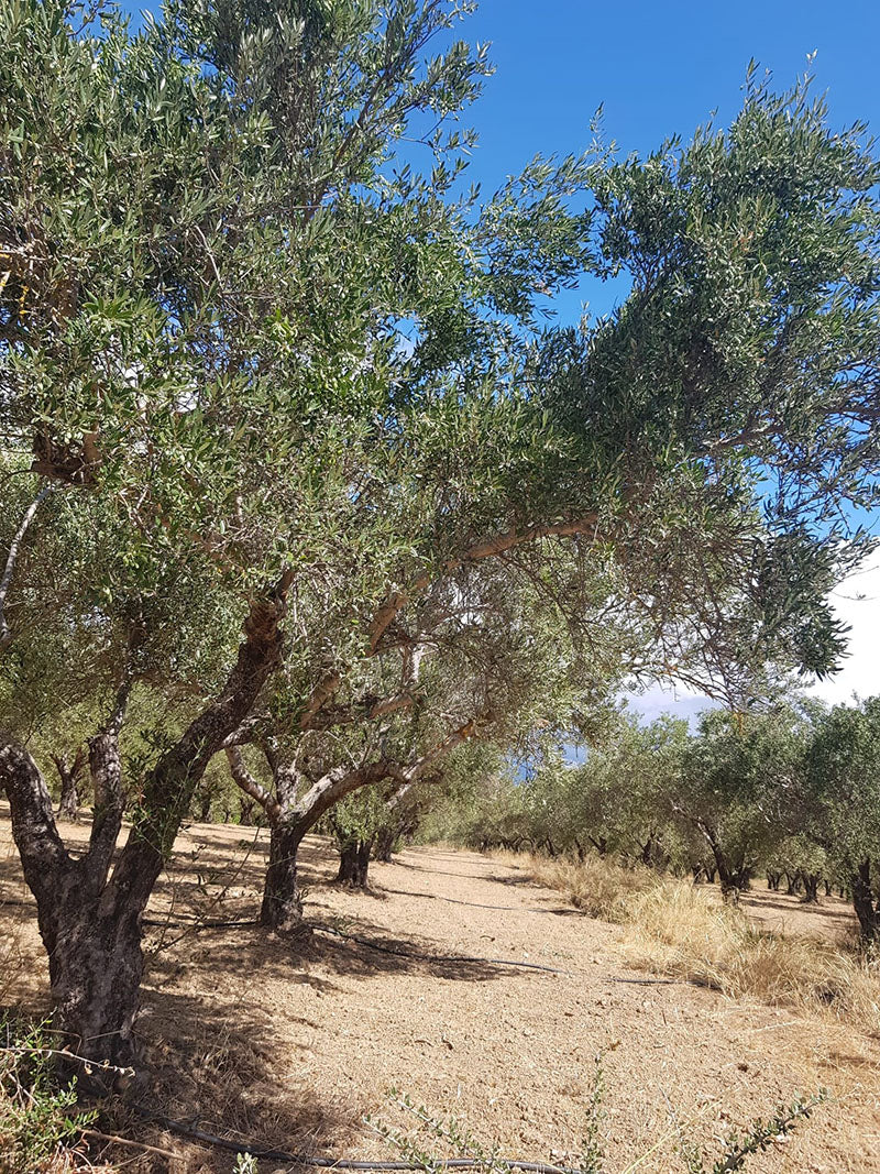 Olivenbäume auf Kreta