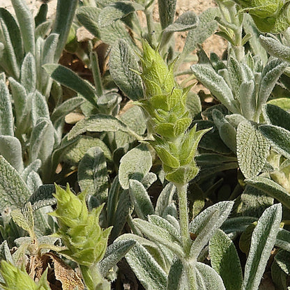Sideritis scardica Blüte