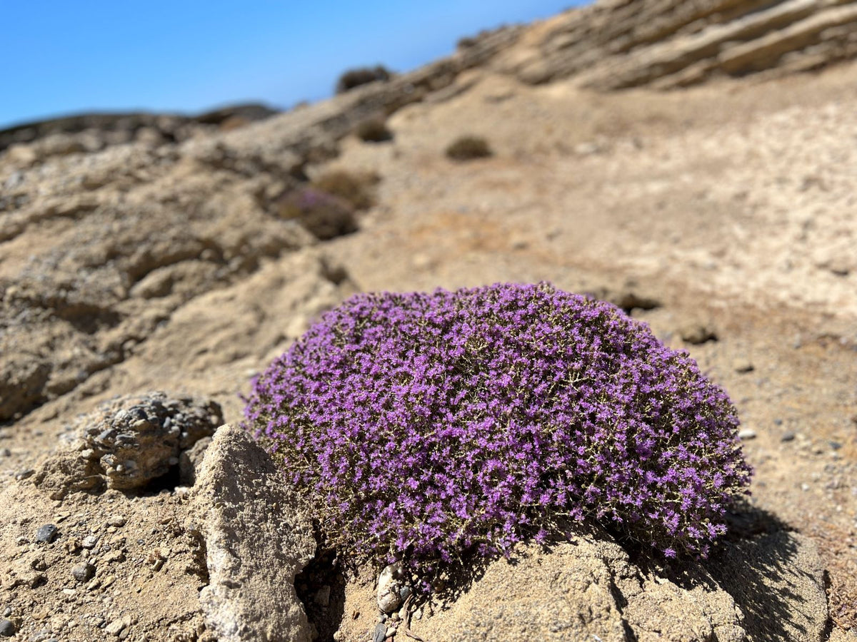 Wilder Thymian Kreta